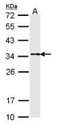 WB - TPM1 / Tropomyosin Antibody ALS13626