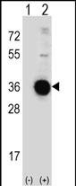 Western blot analysis of DDIT4 (arrow) using rabbit polyclonal DDIT4 Antibody (C-term) (Cat.#AP6268b). 293 cell lysates (2 ug/lane) either nontransfected (Lane 1) or transiently transfected (Lane 2) with the DDIT4 gene.