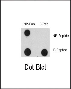 Dot blot analysis of Phospho-EGFR-Y1125 Antibody (Cat. #AP3376a) and EGFR Non Phospho-specific Pab on nitrocellulose membrane. 50ng of Phospho-peptide or Non Phospho-peptide per dot were adsorbed. Antibody working concentrations are 0.5ug per ml.