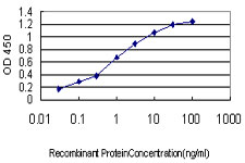 E - TCFL5 Antibody (monoclonal) (M01) AT4193a
