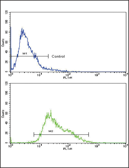 Flow cytometric analysis of CEM cells using AMHR2 Antibody (C-term)(bottom histogram) compared to a negative control cell (top histogram). FITC-conjugated goat-anti-rabbit secondary antibodies were used for the analysis.