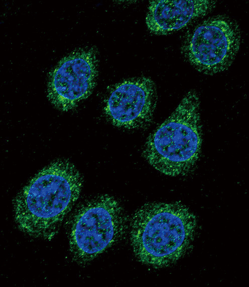Confocal immunofluorescent analysis of CYP3A5 Antibody (C-term)(Cat#AP7794b) with 293 cell followed by Alexa Fluor 488-conjugated goat anti-rabbit lgG (green).DAPI was used to stain the cell nuclear (blue).