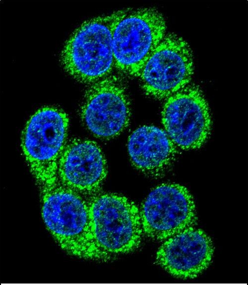 Confocal immunofluorescent analysis of HYOU1 Antibody (Center)(Cat#AP7318c) with 293 cell followed by Alexa Fluor 488-conjugated goat anti-rabbit lgG (green). DAPI was used to stain the cell nuclear (blue).