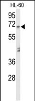 Western blot analysis of AMY1A Antibody (Center) (Cat. #AP9519c) in HL-60 cell line lysates (35ug/lane). AMY1A (arrow) was detected using the purified Pab.