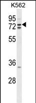 Western blot analysis of ZRANB1 Antibody (C-term) (Cat. #AP9830b) in K562 cell line lysates (35ug/lane). ZRANB1 (arrow) was detected using the purified Pab.