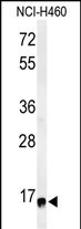 Western blot analysis of RPS13 Antibody (Center) (Cat. #AP4803c) in NCI-H460 cell line lysates (35ug/lane). RPS13 (arrow) was detected using the purified Pab.