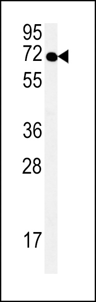 SPT13 Antibody (Center) (Cat.#AP5504c) western blot analysis in Hela cell line lysates (35ug/lane).This demonstrates the SPT13 antibody detected the SPT13 protein (arrow).