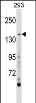 AEBP1 Antibody (Center) (Cat. #AP10098c) western blot analysis in 293 cell line lysates (35ug/lane).This demonstrates the AEBP1 antibody detected the AEBP1 protein (arrow).