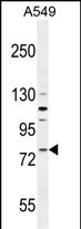 FZD6 Antibody (Center) (Cat. #AP11009c) western blot analysis in A549 cell line lysates (35ug/lane).This demonstrates the FZD6 antibody detected the FZD6 protein (arrow).