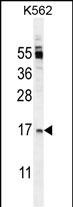 TNFSF4 Antibody (Center) (Cat. #AP11076c) western blot analysis in K562 cell line lysates (35ug/lane).This demonstrates the TNFSF4 antibody detected the TNFSF4 protein (arrow).
