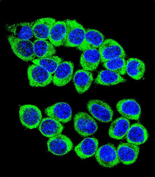 Confocal immunofluorescent analysis of ANKRD34B Antibody (C-term)(Cat#AP11509b) with 293 cell followed by Alexa Fluor 488-conjugated goat anti-rabbit lgG (green). DAPI was used to stain the cell nuclear (blue).