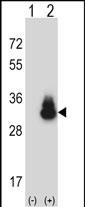 Western blot analysis of CEACAM3 (arrow) using rabbit polyclonal CEACAM3 Antibody (C-term) (Cat. #AP13855b). 293 cell lysates (2 ug/lane) either nontransfected (Lane 1) or transiently transfected (Lane 2) with the CEACAM3 gene.