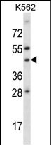 ADORA1 Antibody (C-term) (Cat. #AP14424b) western blot analysis in K562 cell line lysates (35ug/lane).This demonstrates the ADORA1 antibody detected the ADORA1 protein (arrow).