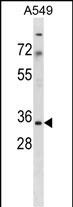 MRPS15 Antibody (Center) (Cat. #AP16498c) western blot analysis in A549 cell line lysates (35ug/lane).This demonstrates the MRPS15 antibody detected the MRPS15 protein (arrow).