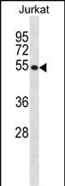 CREB3 Antibody (N-term) (Cat. #AP20041a) western blot analysis in Jurkat cell line lysates (35ug/lane).This demonstrates the CREB3 antibody detected the CREB3 protein (arrow).