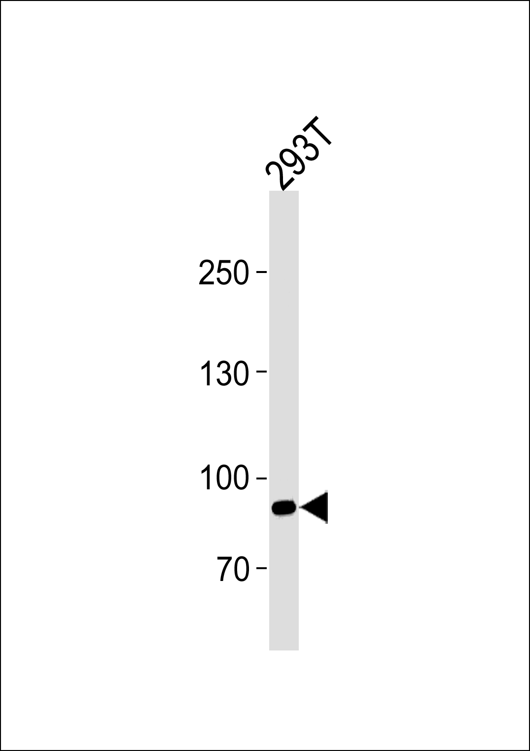 Western blot analysis of lysate from 293T cell line,  using SIM1 Antibody (N-term) (Cat.  #AP12960a).  AP12960a was diluted at 1:1000 at each lane.  A goat anti-rabbit IgG H&L(HRP) at 1:5000 dilution was used as the secondary antibody.  Lysate at 35ug.