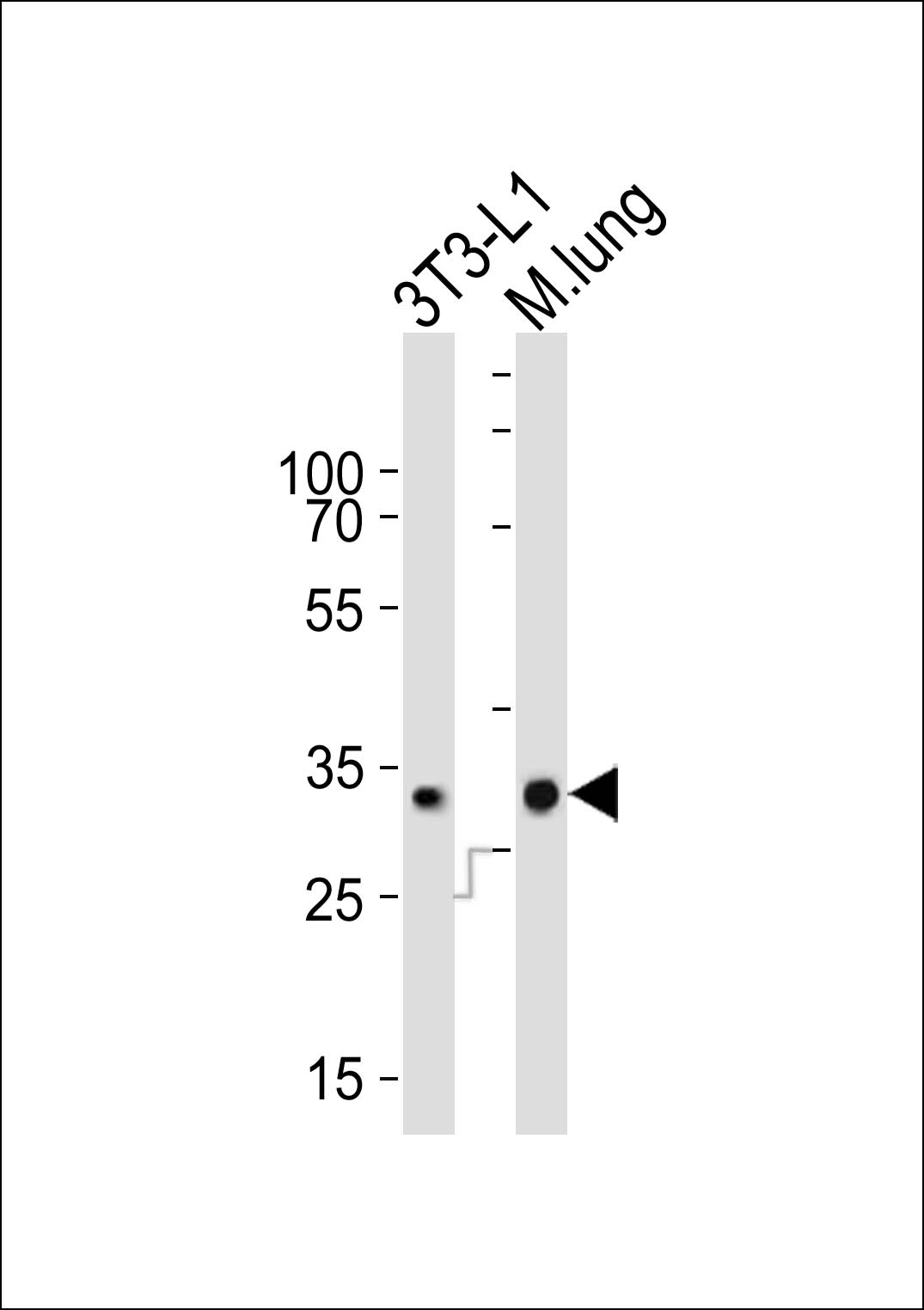 Western blot analysis of lysates from mouse 3T3-L1 cell line and mouse lung tissue (from left to right),  using CHMP3 Antibody (N-term)(Cat.  #AP21033a).  AP21033a was diluted at 1:1000 at each lane.  A goat anti-rabbit IgG H&L(HRP) at 1:10000 dilution was used as the secondary antibody. Lysates at 20ug per lane.
