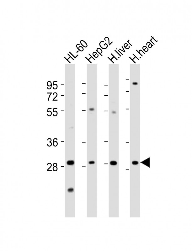 All lanes : Anti-AMZ1 Antibody (N-Term) at 1:2000 dilutionLane 1: HL-60 whole cell lysatesLane 2: HepG2 whole cell lysatesLane 3: human liver lysatesLane 4: human heart lysatesLysates/proteins at 20 �g per lane. SecondaryGoat Anti-Rabbit IgG,  (H+L), Peroxidase conjugated at 1/10000 dilutionPredicted band size : 55 kDaBlocking/Dilution buffer: 5% NFDM/TBST.