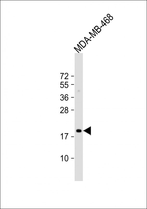 Anti-MAFF Antibody (Center) at 1:1000 dilution + MDA-MB-468 whole cell lysateLysates/proteins at 20 �g per lane.  SecondaryGoat Anti-Rabbit IgG,   (H+L),  Peroxidase conjugated at 1/10000 dilution.  Predicted band size : 18 kDaBlocking/Dilution buffer: 5% NFDM/TBST.