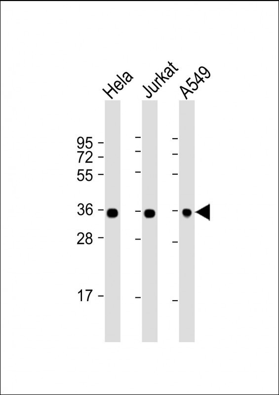 All lanes : Anti-GAPDH Antibody at 1:8000 dilutionLane 1: Hela whole cell lysateLane 2: Jurkat whole cell lysateLane 3: A549 whole cell lysateLysates/proteins at 20 �g per lane. SecondaryGoat Anti-mouse IgG,  (H+L), Peroxidase conjugated at 1/10000 dilution. Predicted band size : 36 kDaBlocking/Dilution buffer: 5% NFDM/TBST.
