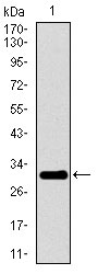 WB - P2RY13 Antibody AO1792a