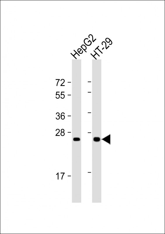 All lanes : Anti-Glucagon Antibody (C-term) at 1:1000 dilutionLane 1: HepG2 whole cell lysateLane 2: HT-29 whole cell lysateLysates/proteins at 20 �g per lane. SecondaryGoat Anti-mouse IgG,  (H+L), Peroxidase conjugated at 1/10000 dilution. Predicted band size : 21 kDaBlocking/Dilution buffer: 5% NFDM/TBST.