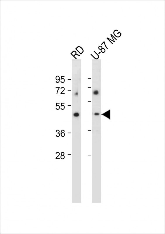All lanes : Anti-VSIG8 Antibody (C-term) at 1:2000 dilutionLane 1: RD whole cell lysateLane 2: U-87 MG whole cell lysateLysates/proteins at 20 �g per lane. SecondaryGoat Anti-Rabbit IgG,  (H+L), Peroxidase conjugated at 1/10000 dilution. Predicted band size : 44 kDaBlocking/Dilution buffer: 5% NFDM/TBST.