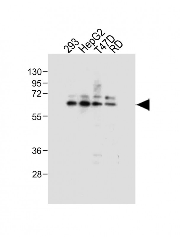 All lanes : Anti-E2F1(S337) Antibody at 1:500 dilutionLane 1: 293 whole cell lysateLane 2: HepG2 whole cell lysateLane 3: T47D whole cell lysateLane 4: RD whole cell lysateLysates/proteins at 20 �g per lane. SecondaryGoat Anti-Rabbit IgG,  (H+L), Peroxidase conjugated at 1/10000 dilution. Predicted band size : 47 kDaBlocking/Dilution buffer: 5% NFDM/TBST.