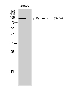 WB - Dynamin I (phospho Ser774) Polyclonal Antibody AP67559