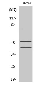 WB - TCF-1 Polyclonal Antibody AP72760