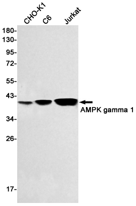 WB - AMPK gamma 1 Rabbit mAb AP75072