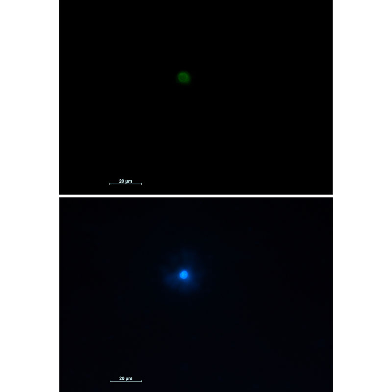 WB - TNFAIP3 Rabbit mAb AP76186