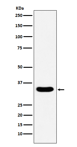 WB - Anti-DAZL Monoclonal Antibody ABO14414