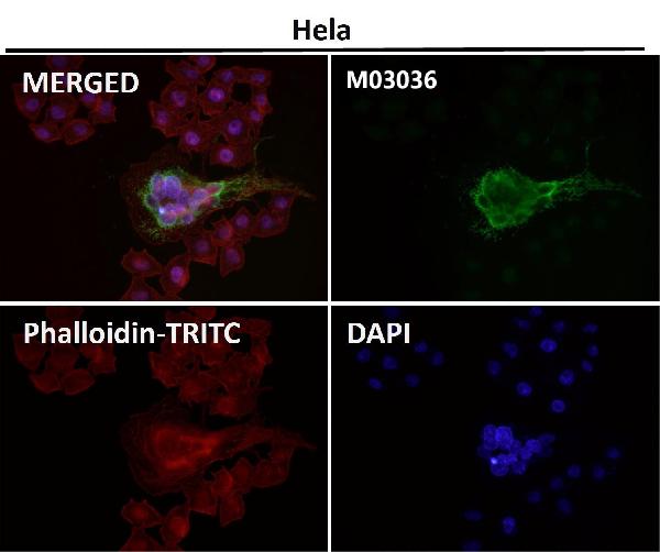 WB - Anti-xCT Rabbit Monoclonal Antibody ABO14466