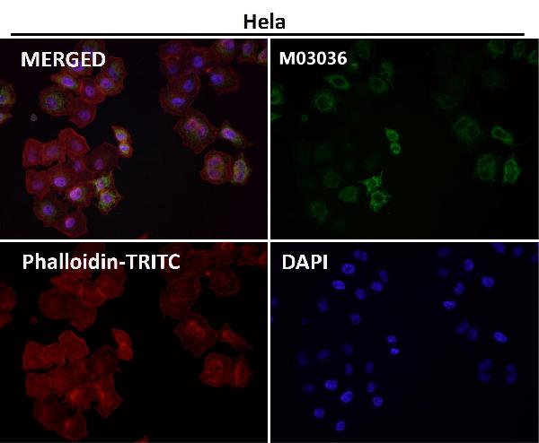 WB - Anti-xCT Rabbit Monoclonal Antibody ABO14466