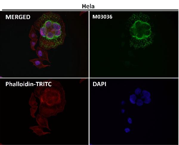 WB - Anti-xCT Rabbit Monoclonal Antibody ABO14466