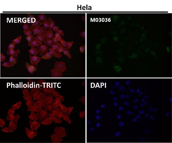 WB - Anti-xCT Rabbit Monoclonal Antibody ABO14466