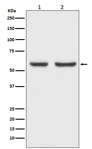 WB - Anti-xCT Rabbit Monoclonal Antibody ABO14466