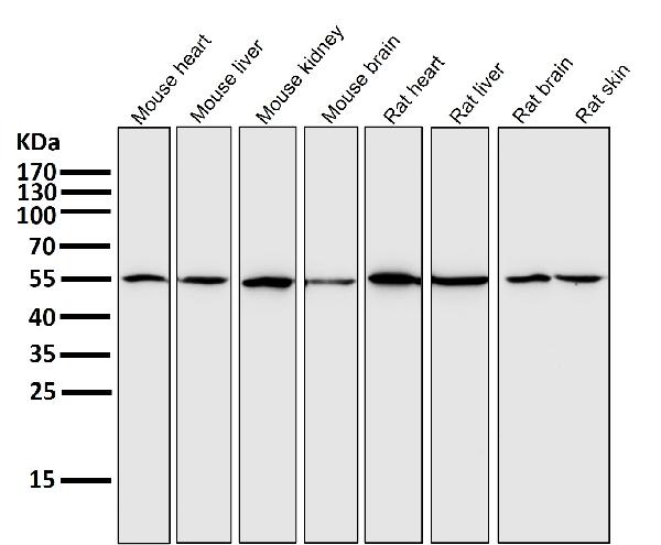 WB - Anti-xCT Rabbit Monoclonal Antibody ABO14466