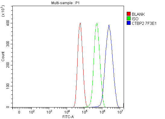WB - Anti-CTBP2 Antibody Picoband™ (monoclonal, 7F3E1) ABO16619