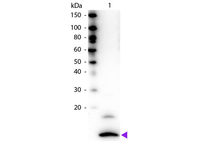 WB - Anti-Human Fractalkine (RABBIT) Antibody Biotin Conjugated ASR4977