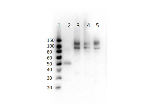 WB - Anti-Cenexin-1 pS796 (RABBIT) Antibody ASR5416