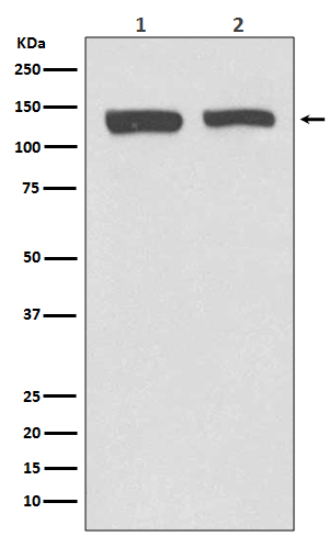 WB - NEDD4-2 Antibody AP90733