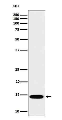WB - IL22 Antibody AP93113
