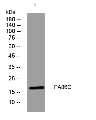 WB - FA86C Rabbit Polyclonal Antibody AP93558