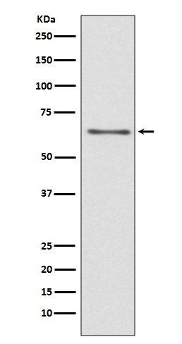 WB - CDC45 (13U18) Rabbit Monoclonal Antibody AP93686