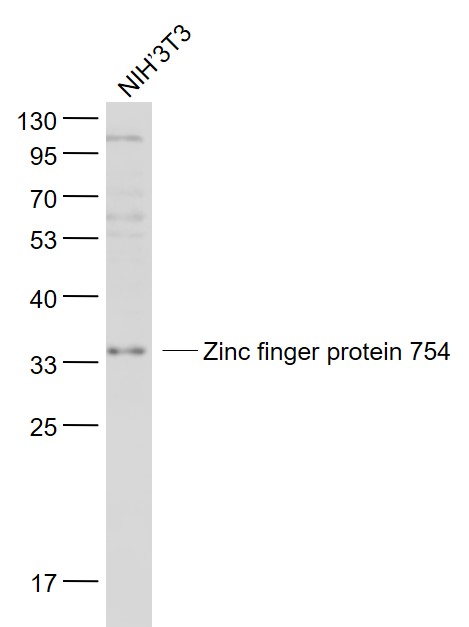 WB - Zinc finger protein 754 Rabbit pAb AP94273