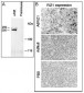 PRDM2 (RIZ1) Antibody