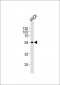 PDX1 Antibody (C-term)