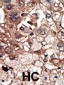 EPS8 Antibody (N-term)